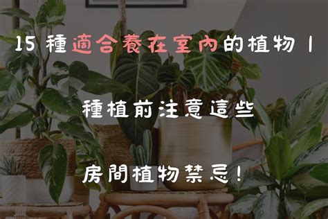 房間 植物 風水|15 種適合養在室內的植物｜種植前注意這些房間植物 